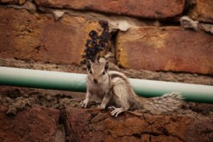 brown squirrel on blue metal bar
